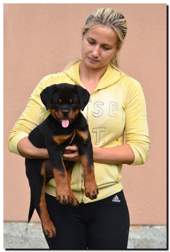 Gekko von der Alten Festung