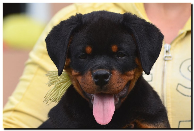 Gekko von der Alten Festung