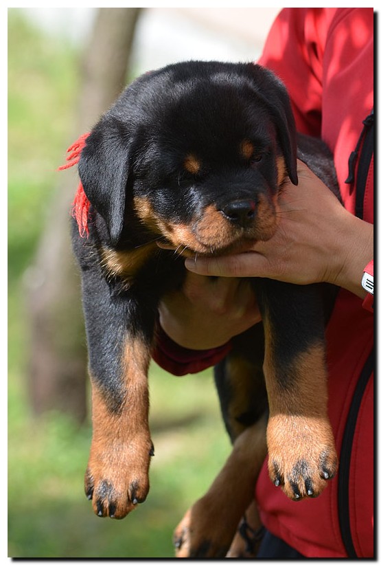 Gema von der Alten Festung Gema von der Alten Festung