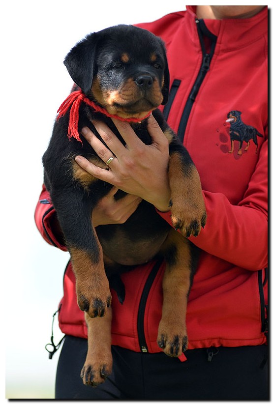 Gema von der Alten Festung Gema von der Alten Festung