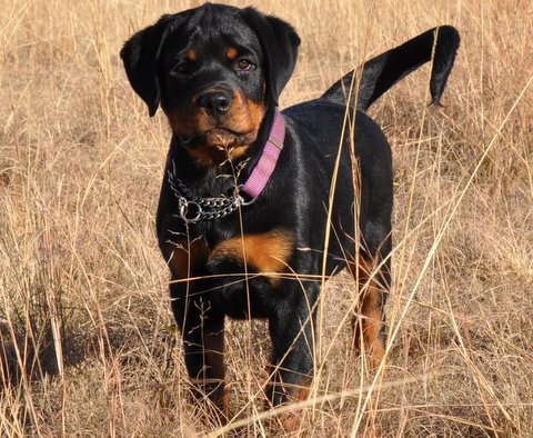 Gema von der Alten Festung Gema von der Alten Festung