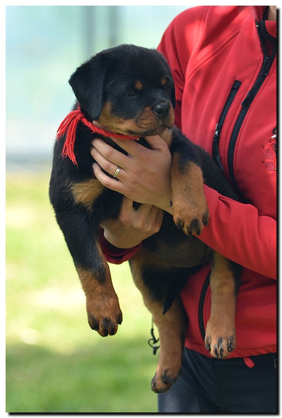 Gema von der Alten Festung Gema von der Alten Festung