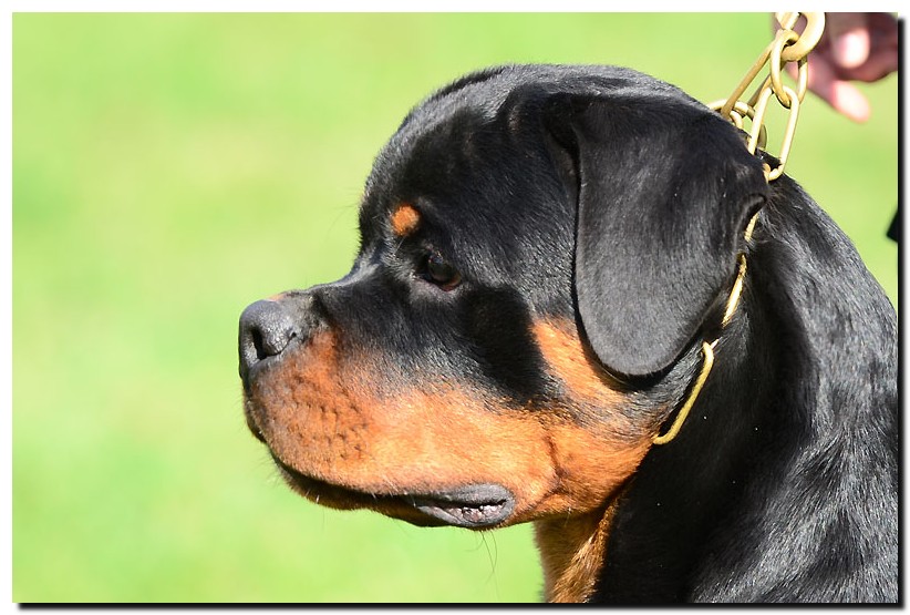 Graf II von der Alten Festung Graf II von der Alten Festung