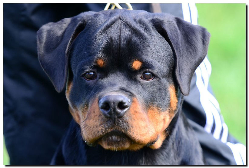 Graf II von der Alten Festung Graf II von der Alten Festung