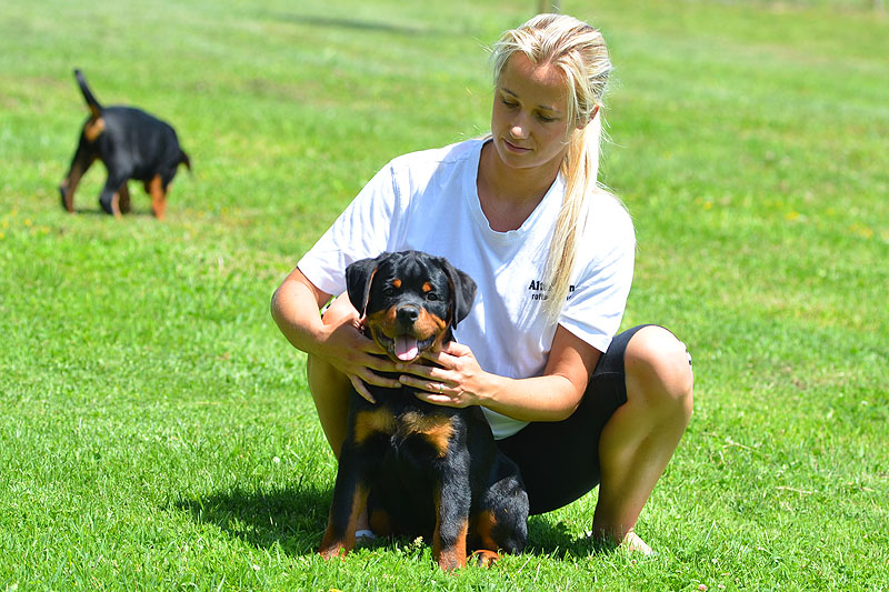 Grom von der Alten Festung Grom von der Alten Festung