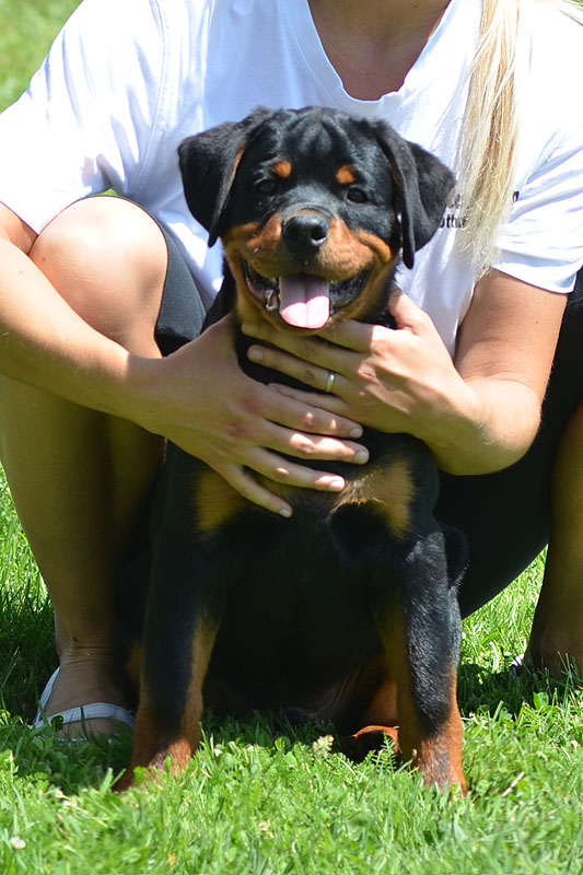 Grom von der Alten Festung Grom von der Alten Festung