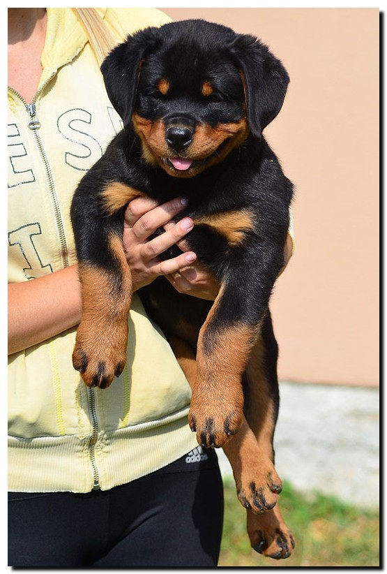 Grom von der Alten Festung Grom von der Alten Festung