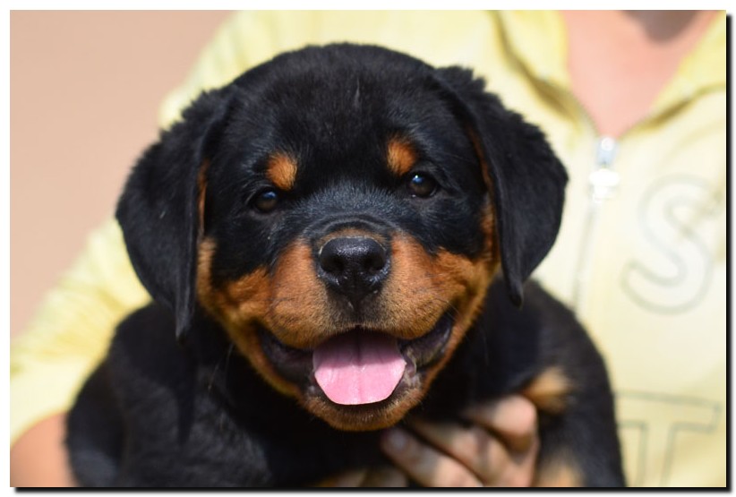 Grom von der Alten Festung Grom von der Alten Festung