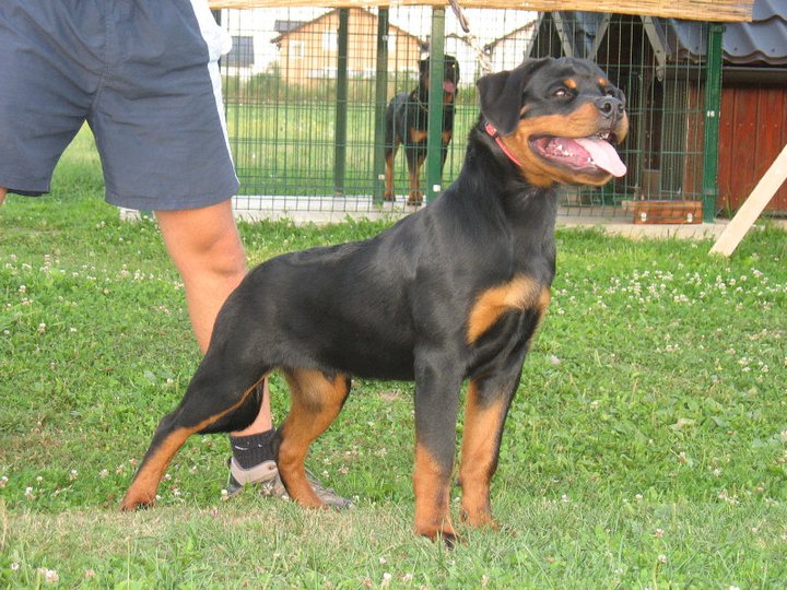 Grom von der Alten Festung Grom von der Alten Festung