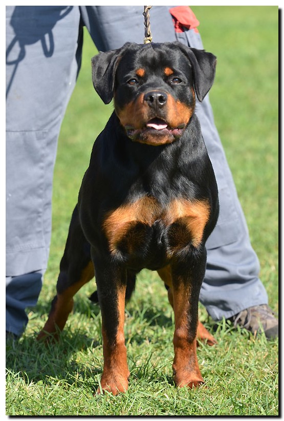 Grom von der Alten Festung Grom von der Alten Festung