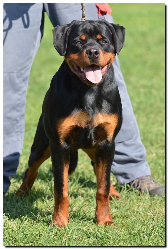 Grom von der Alten Festung Grom von der Alten Festung