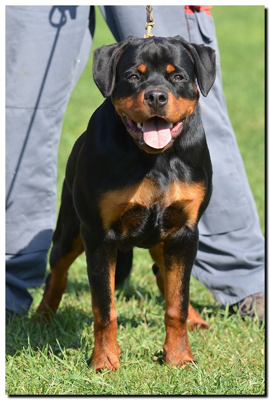 Grom von der Alten Festung Grom von der Alten Festung