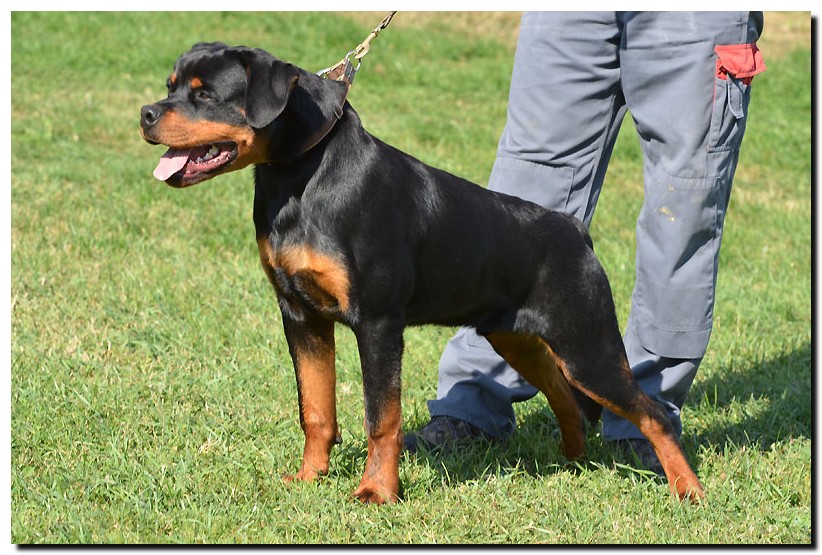 Grom von der Alten Festung Grom von der Alten Festung
