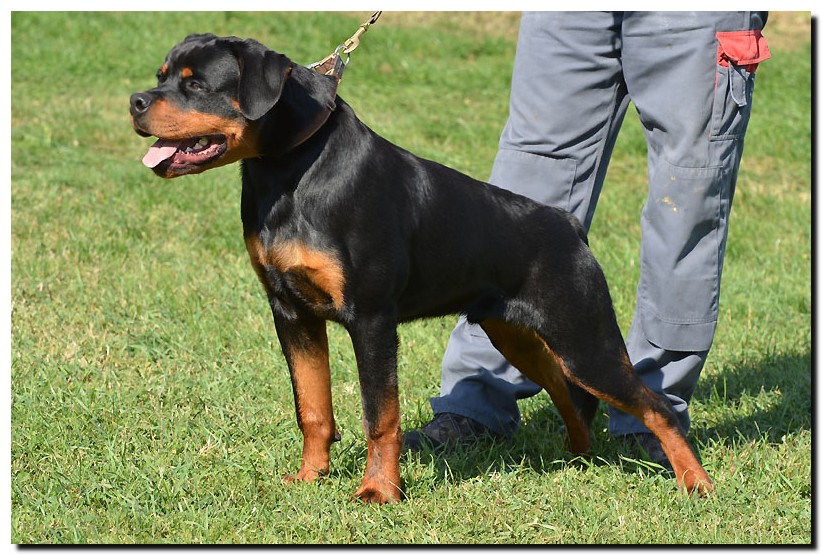 Grom von der Alten Festung Grom von der Alten Festung