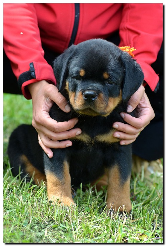 Grimm von der Alten Festung Grimm von der Alten Festung