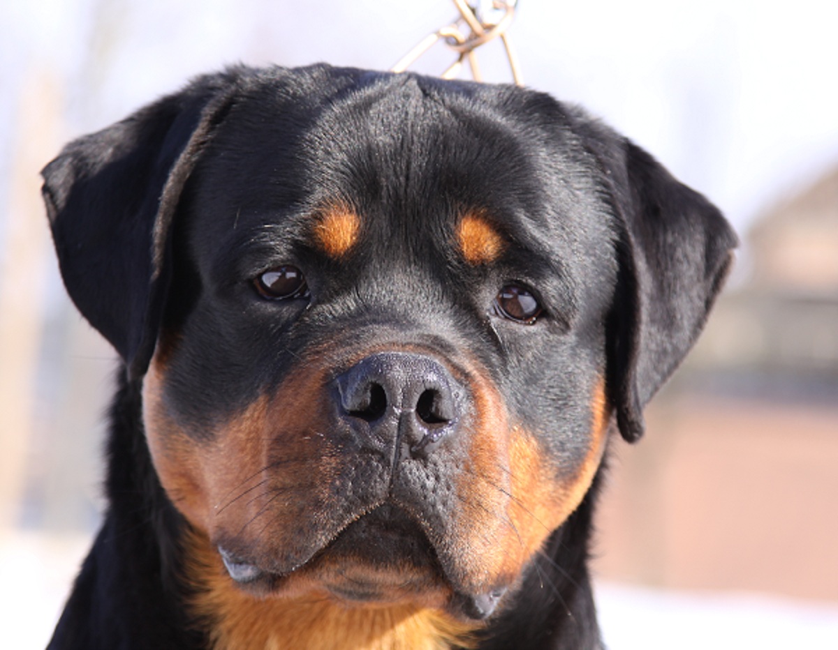 Grimm von der Alten Festung