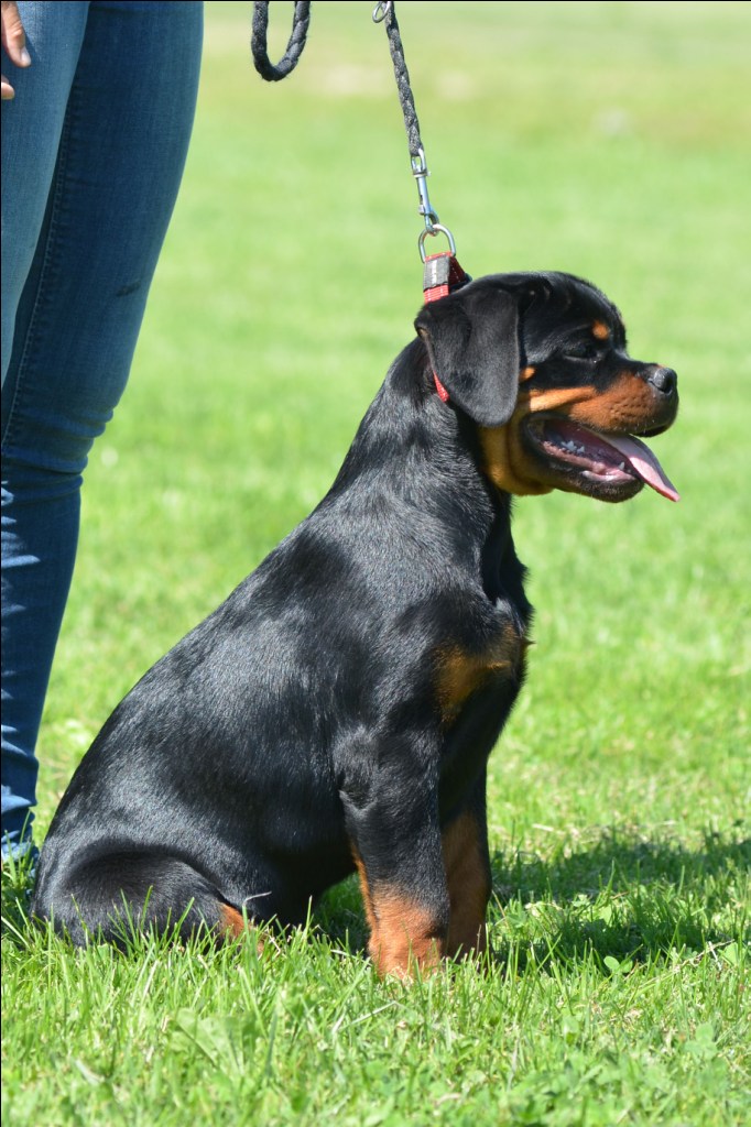 Grimm von der Alten Festung Grimm von der Alten Festung