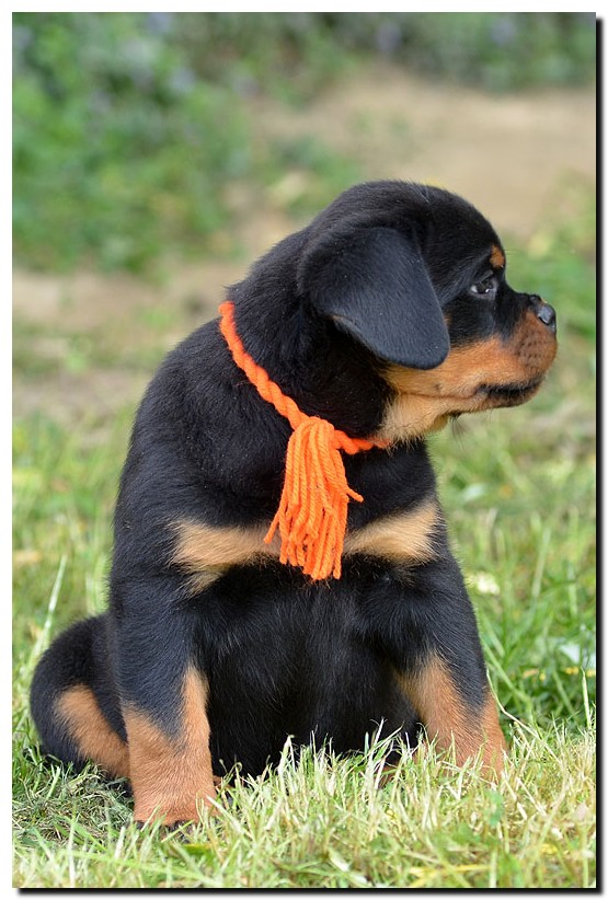 Grimm von der Alten Festung Grimm von der Alten Festung