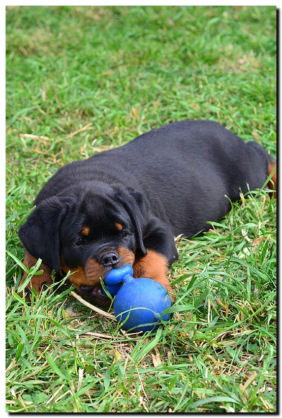 Grimm von der Alten Festung Grimm von der Alten Festung