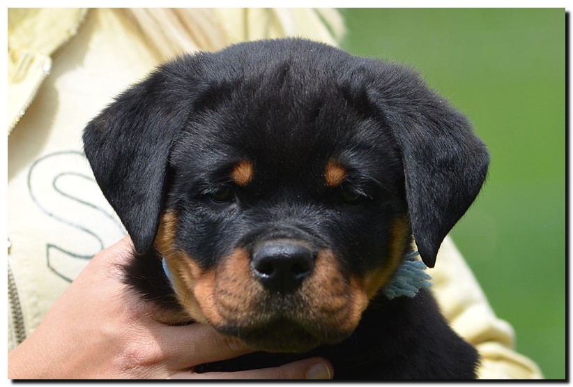 Hamlet von der Alten Festung Hamlet von der Alten Festung