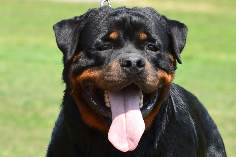 Hamlet von der Alten Festung