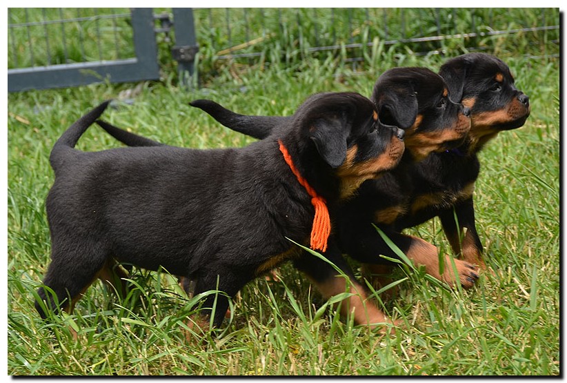 Hero, Hasko & Hera von der Alten Festung Hero, Hasko & Hera von der Alten Festung