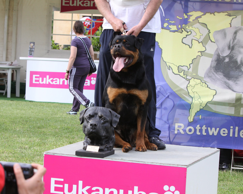 IFR Young World Ch. Yerri von der Alten Festung IFR Young World Ch. Yerri von der Alten Festung
