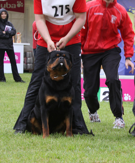 IFR World Ch. Astor von Junipera IFR World Ch. Astor von Junipera