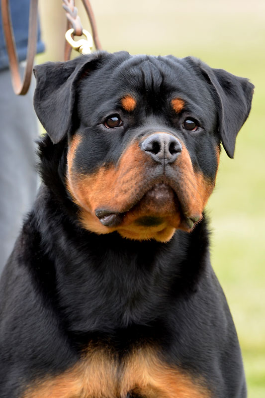 Imperator von der Alten Festung