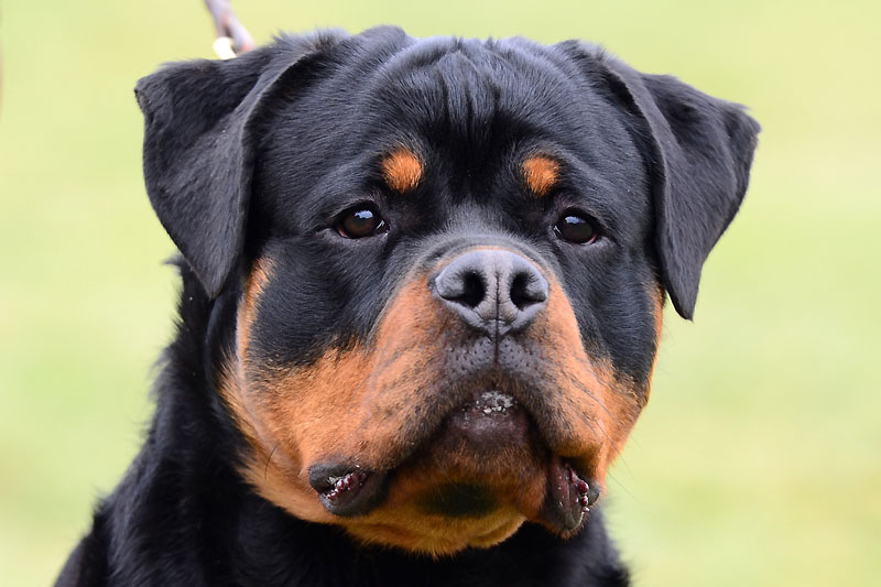 Imperator von der Alten Festung Imperator von der Alten Festung