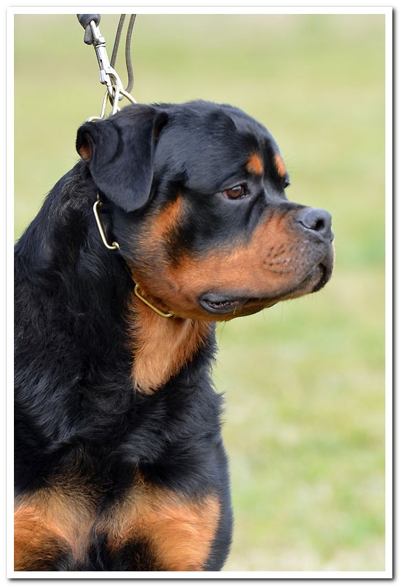 Jaguar von der Alten Festung Jaguar von der Alten Festung