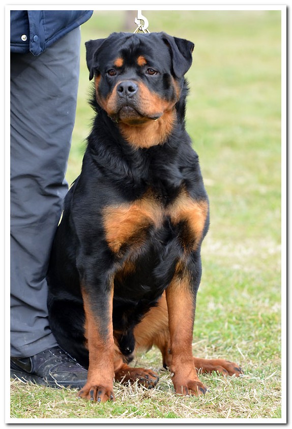 Jaguar von der Alten Festung Jaguar von der Alten Festung