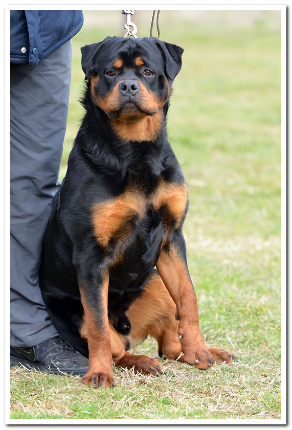 Jaguar von der Alten Festung Jaguar von der Alten Festung