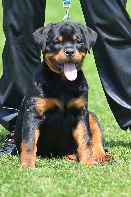 Jaguar von der Alten Festung Jaguar von der Alten Festung