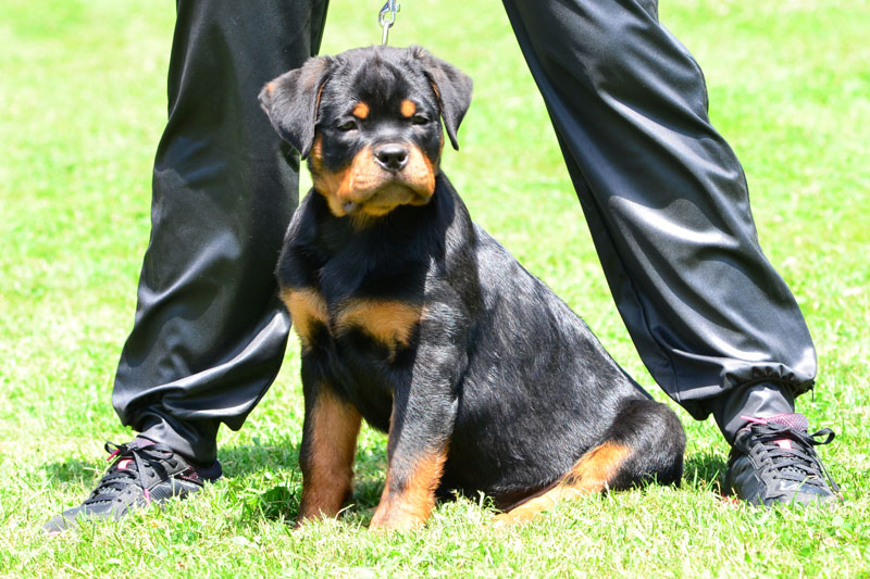 Jaguar von der Alten Festung Jaguar von der Alten Festung