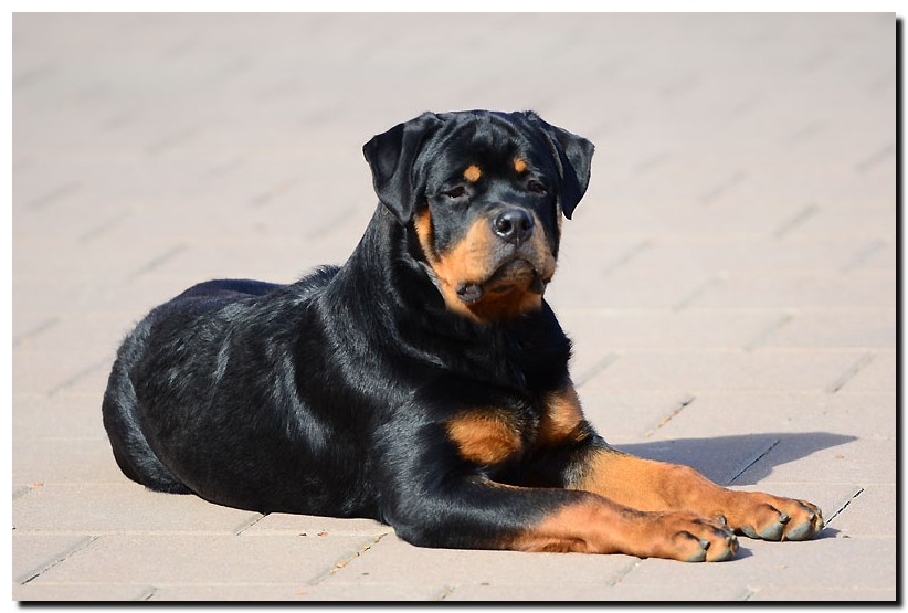 Jaguar von der Alten Festung Jaguar von der Alten Festung