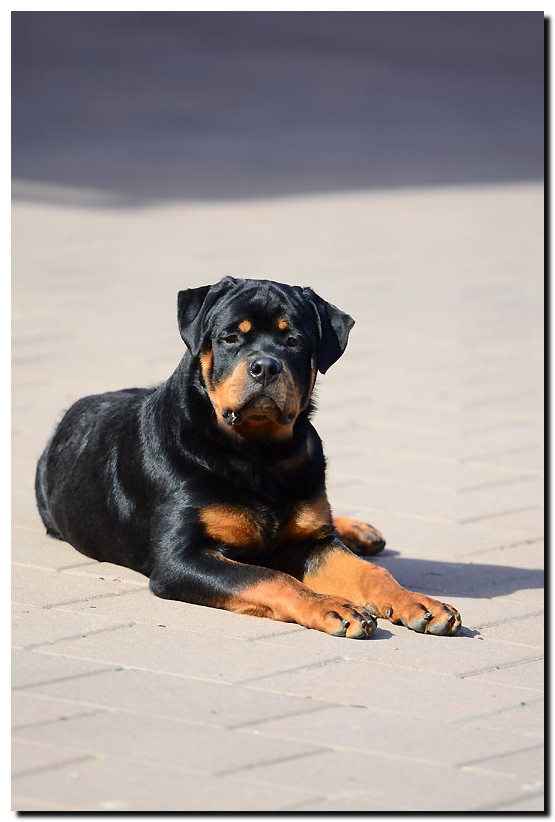 Jaguar von der Alten Festung Jaguar von der Alten Festung