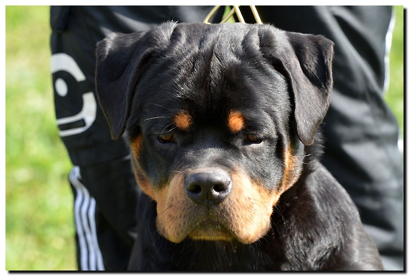 Jaguar von der Alten Festung Jaguar von der Alten Festung