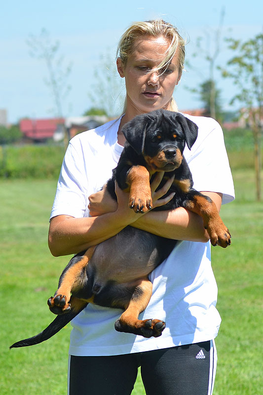 Joy von der Alten Festung Joy von der Alten Festung