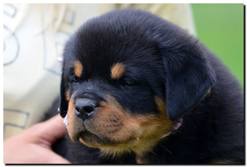 Juno von der Alten Festung Juno von der Alten Festung