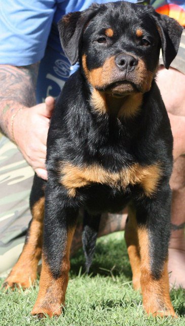Juno von der Alten Festung Juno von der Alten Festung