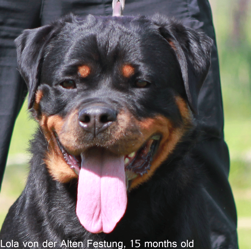 Yaffa4 - Copy.jpg Lola