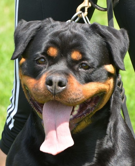 Yaffa4 - Copy.jpg Mika Mumlek