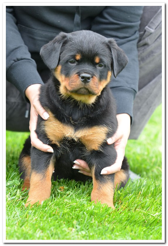 Jaguar von der Alten Festung Molly von der Alten Festung