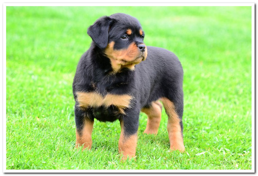 Jaguar von der Alten Festung Megan von der Alten Festung