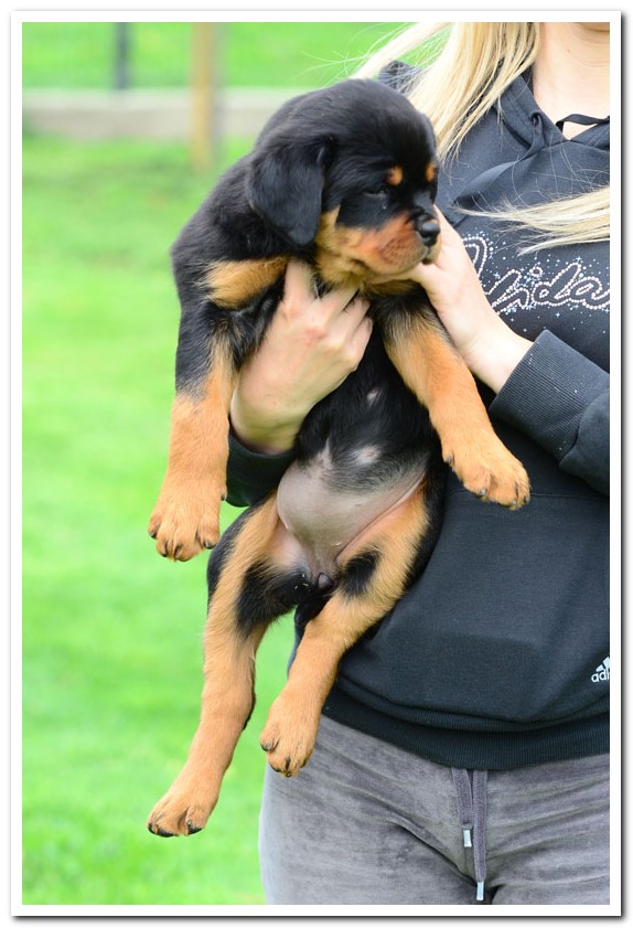 Jaguar von der Alten Festung Megan von der Alten Festung