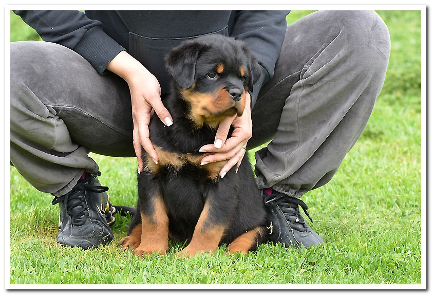 Jaguar von der Alten Festung Magnus von der Alten Festung