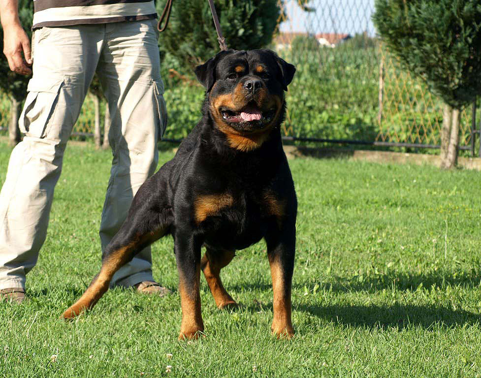 Nelson von der Alten Festung Nelson von der Alten Festung