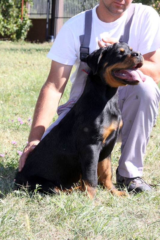 Noris II von der Alten Festung