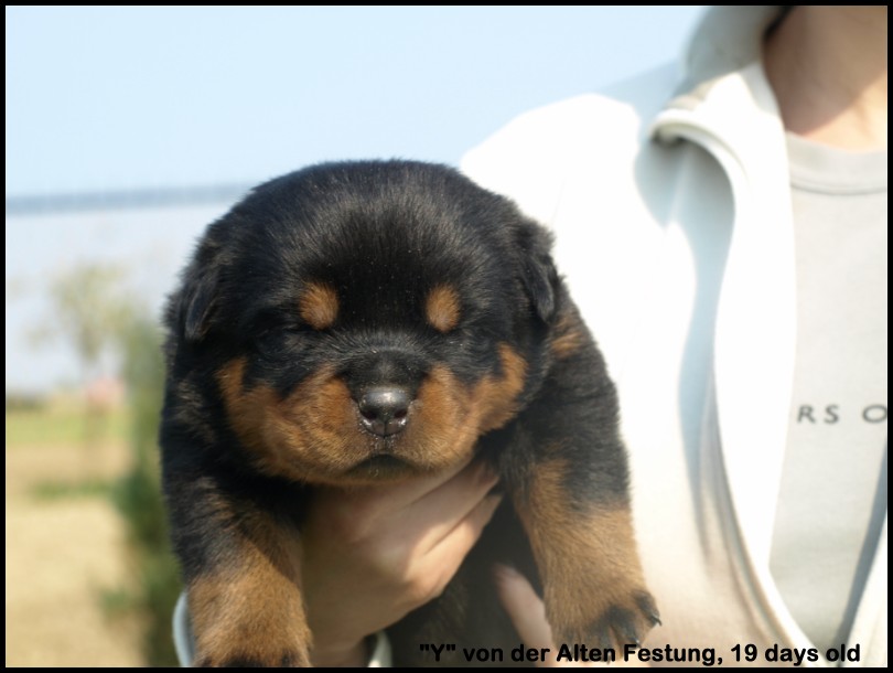 "Y" von der Alten Festung "Y" von der Alten Festung